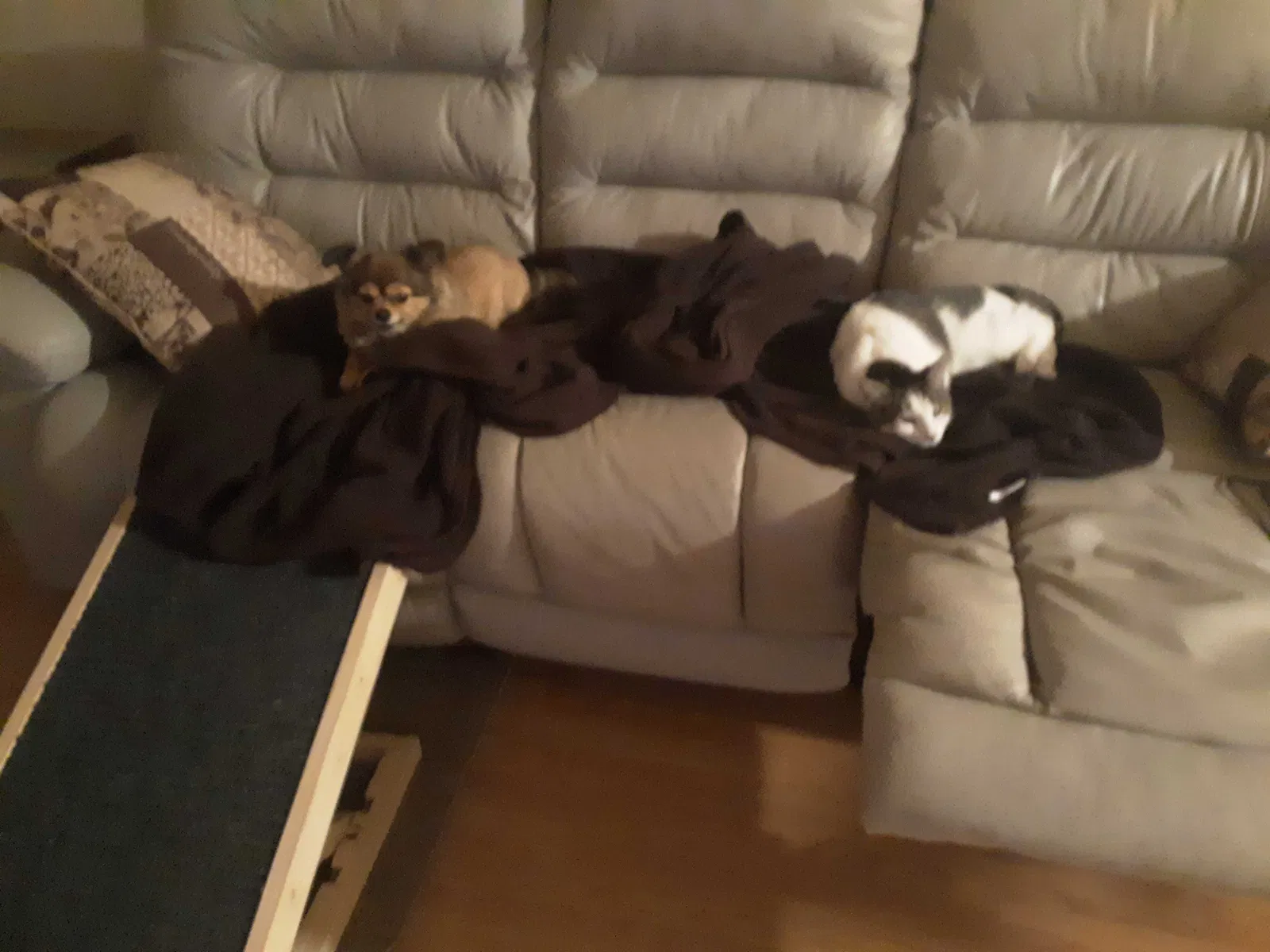 Lost cat in Pensacola, FL, 32504