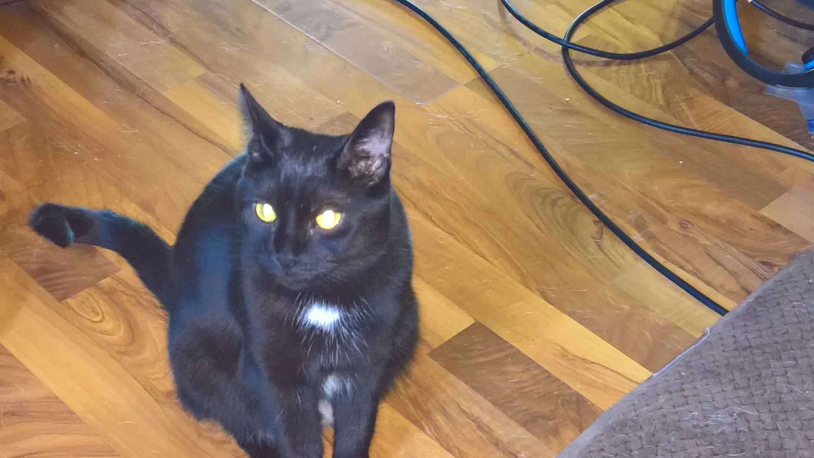 Lost cat in Jeannette, PA, 15644