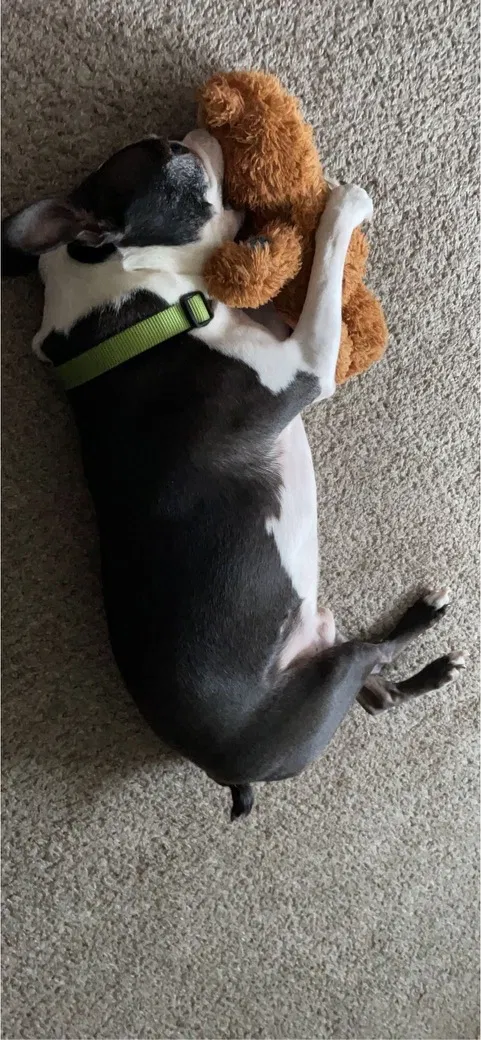 Lost dog in Portage, MI, 49002