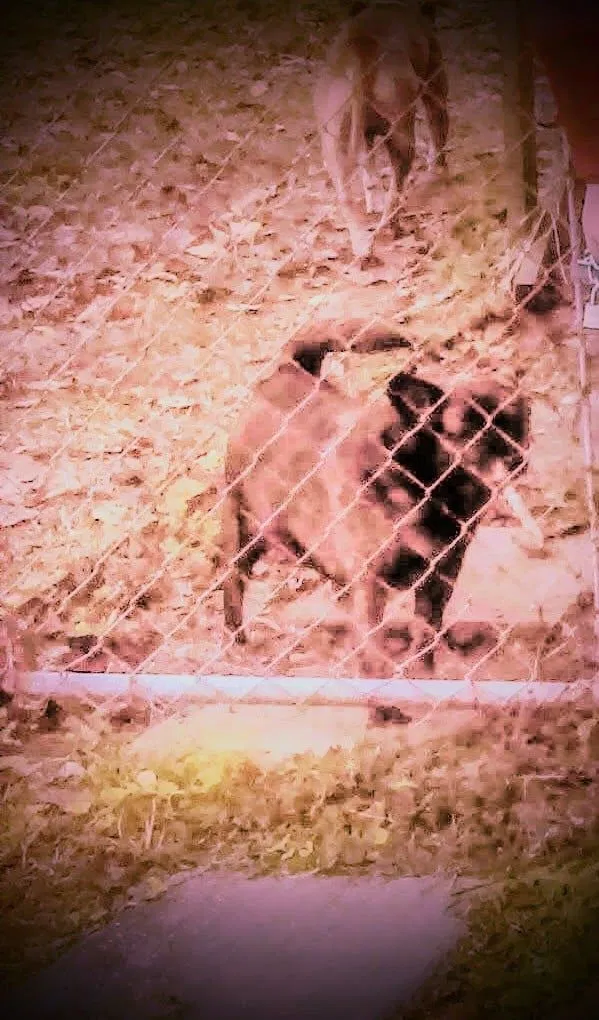 Lost dog in Huntsville, AL, 35811
