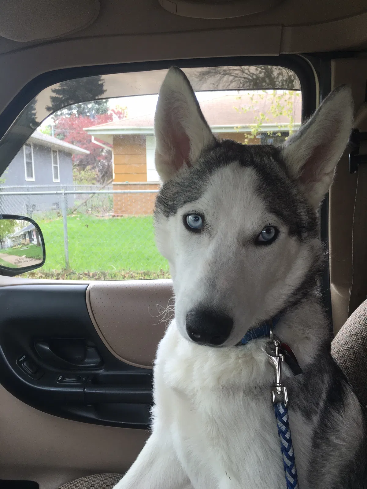 Lost dog in Minneapolis, MN, 55430