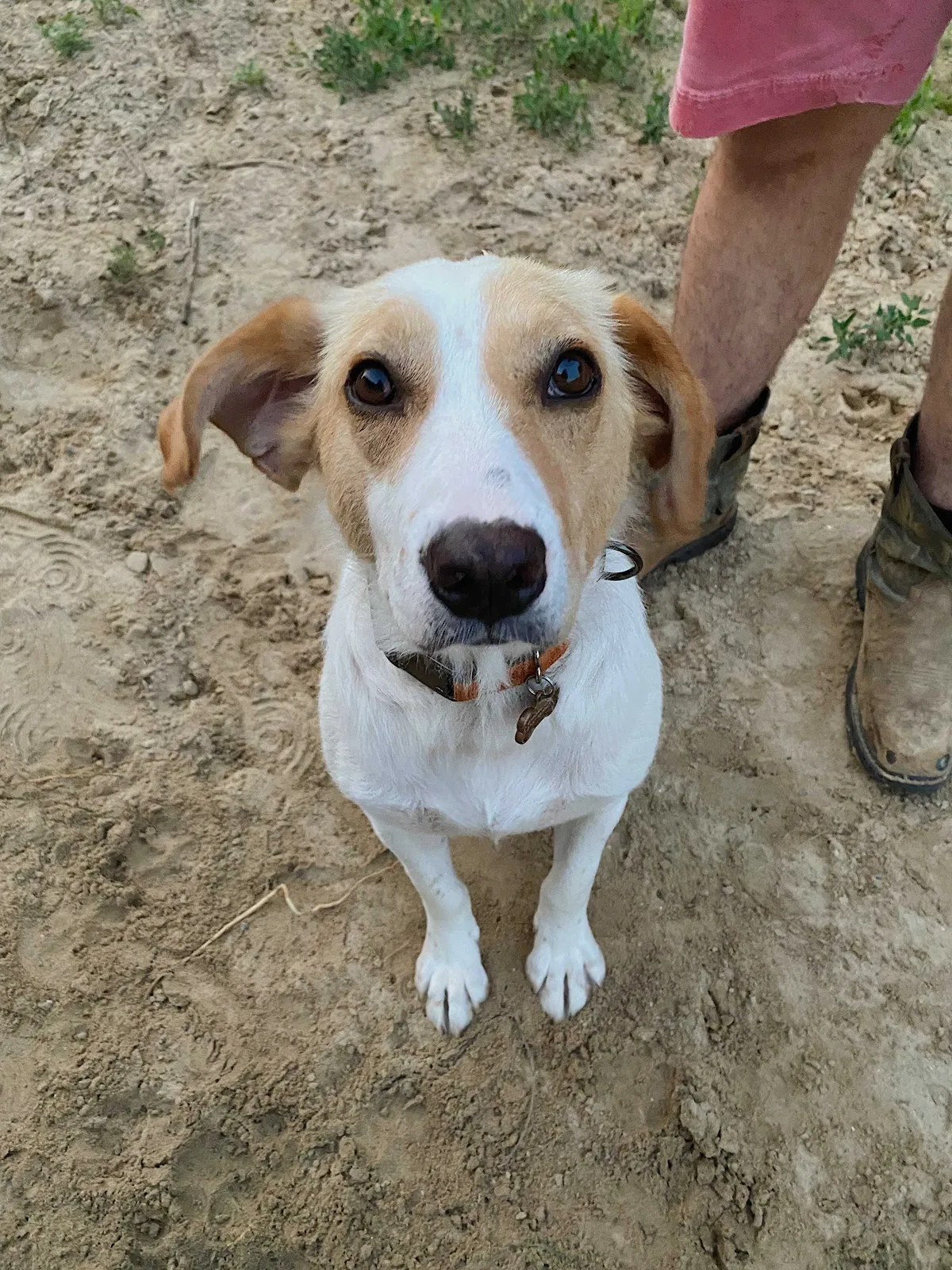 Lost dog in Lowell, MI, 49331