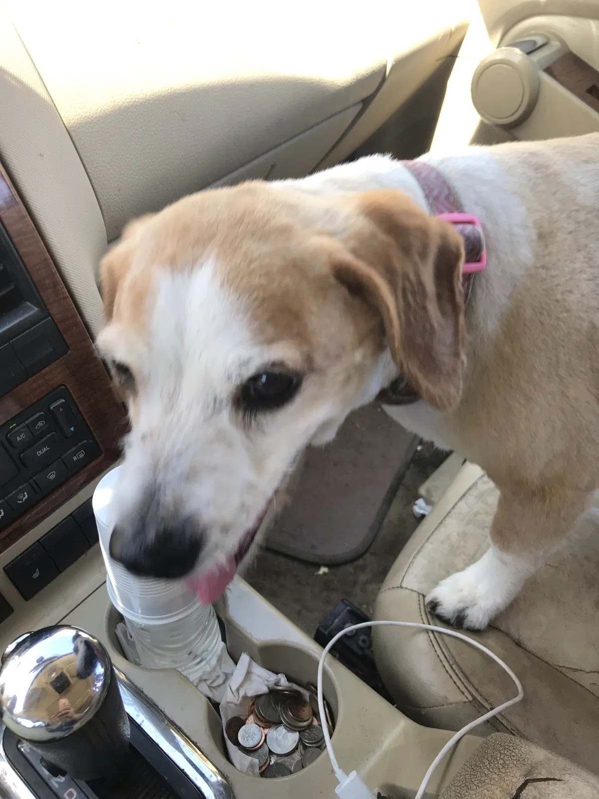 Lost dog in Apple Valley, CA, 92307
