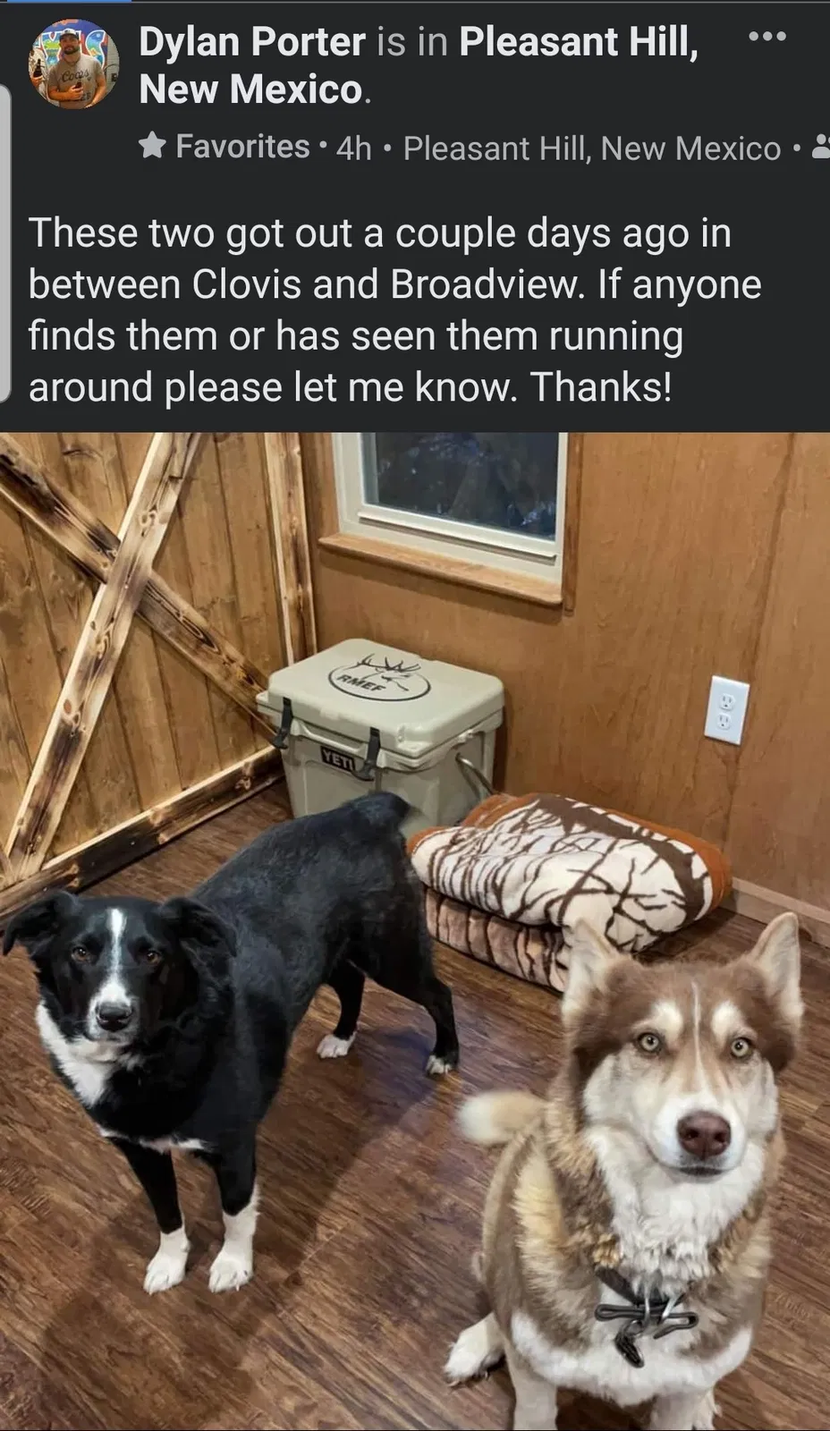 Lost dog in Clovis, NM, 88101