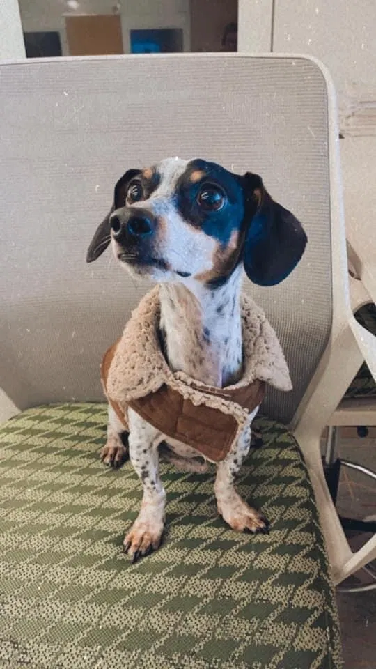 Lost dog in Austin, TX, 78748