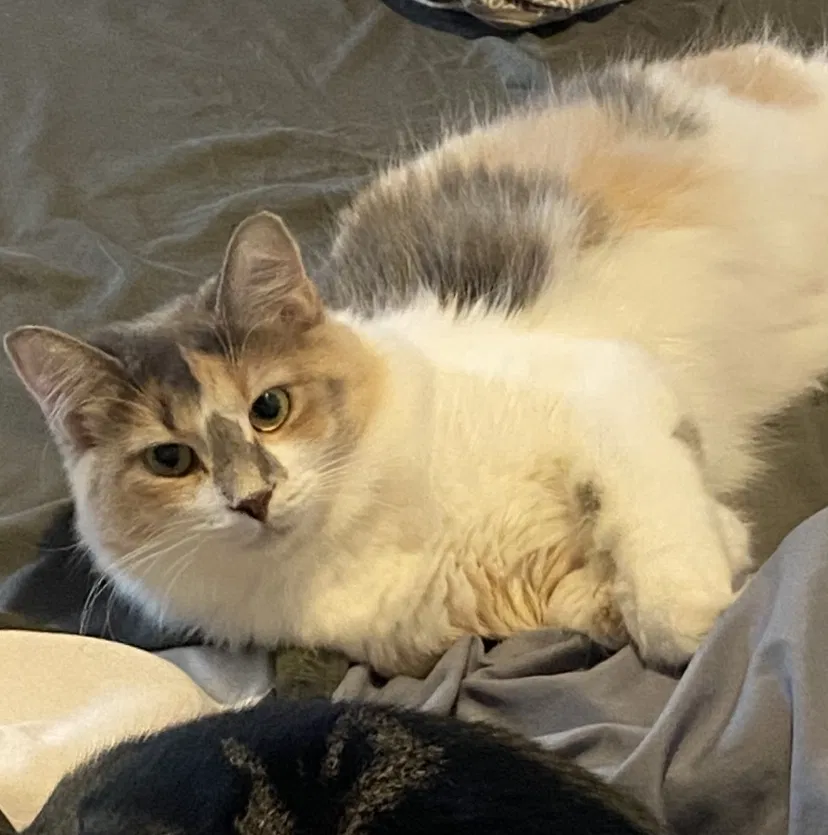 Lost cat in Utica, OH, 43080