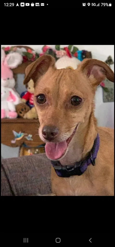 Lost dog in Spring, TX, 77379