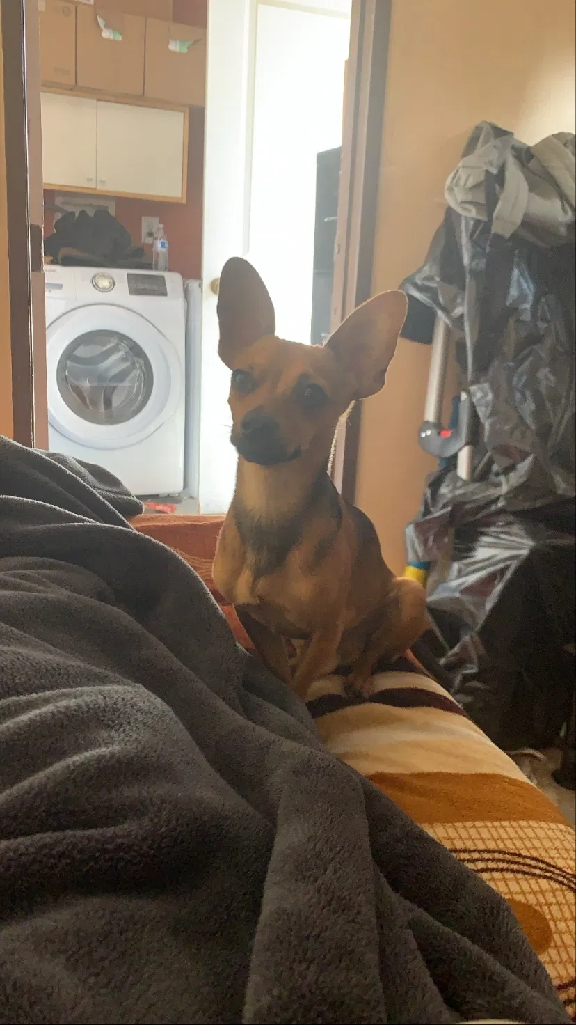 Lost dog in Ontario, CA, 91764