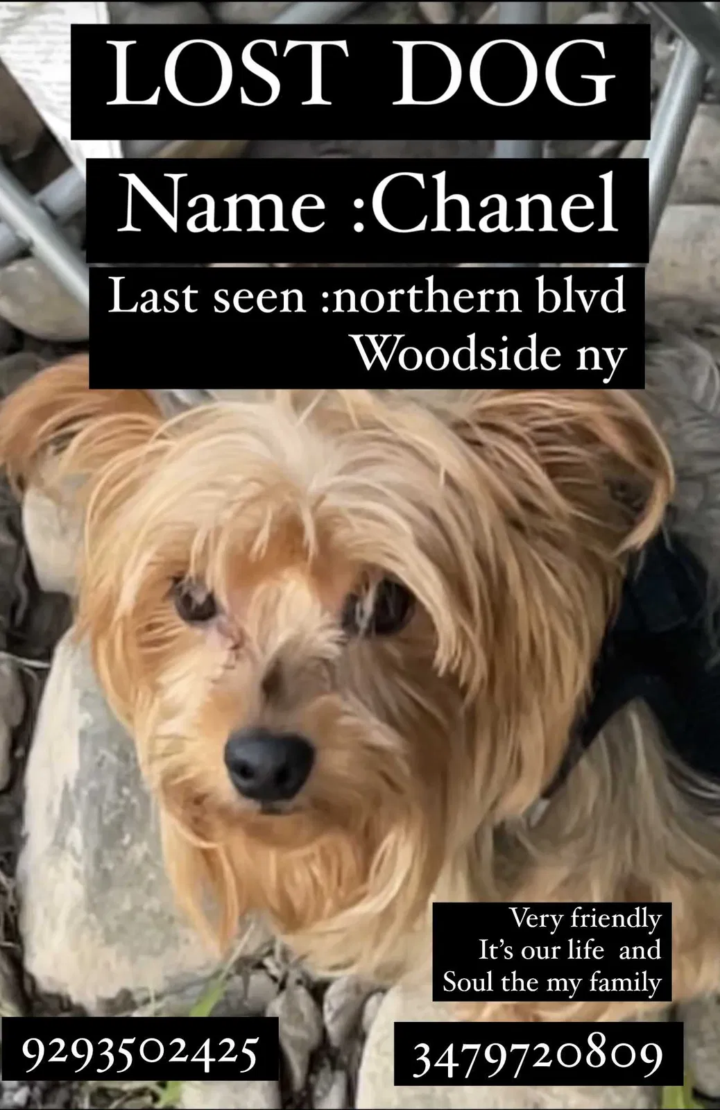 Lost dog in Woodside, NY, 11377