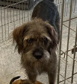 Lost dog in Little Silver, NJ, 7739