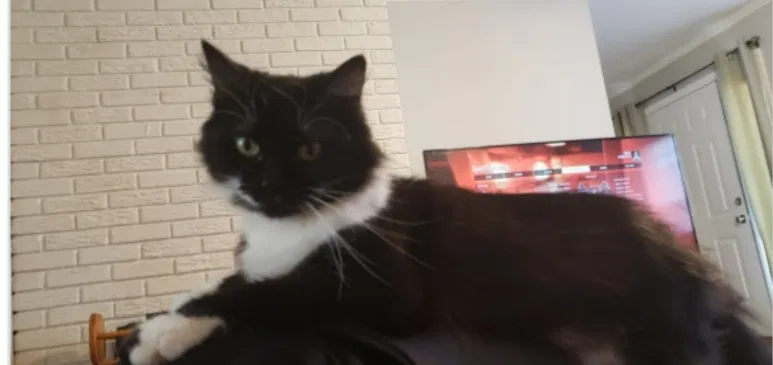 Lost cat in Saint Petersburg, FL, 33701
