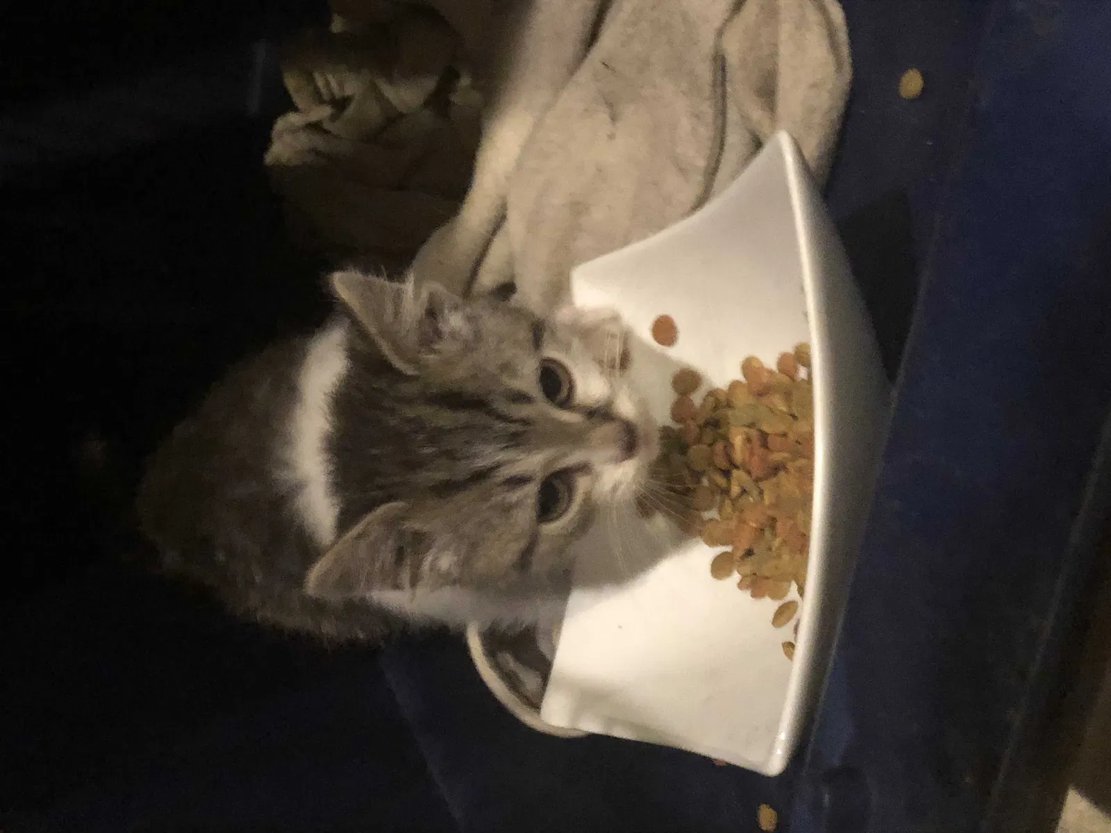 Found cat in Cincinnati, OH, 45215