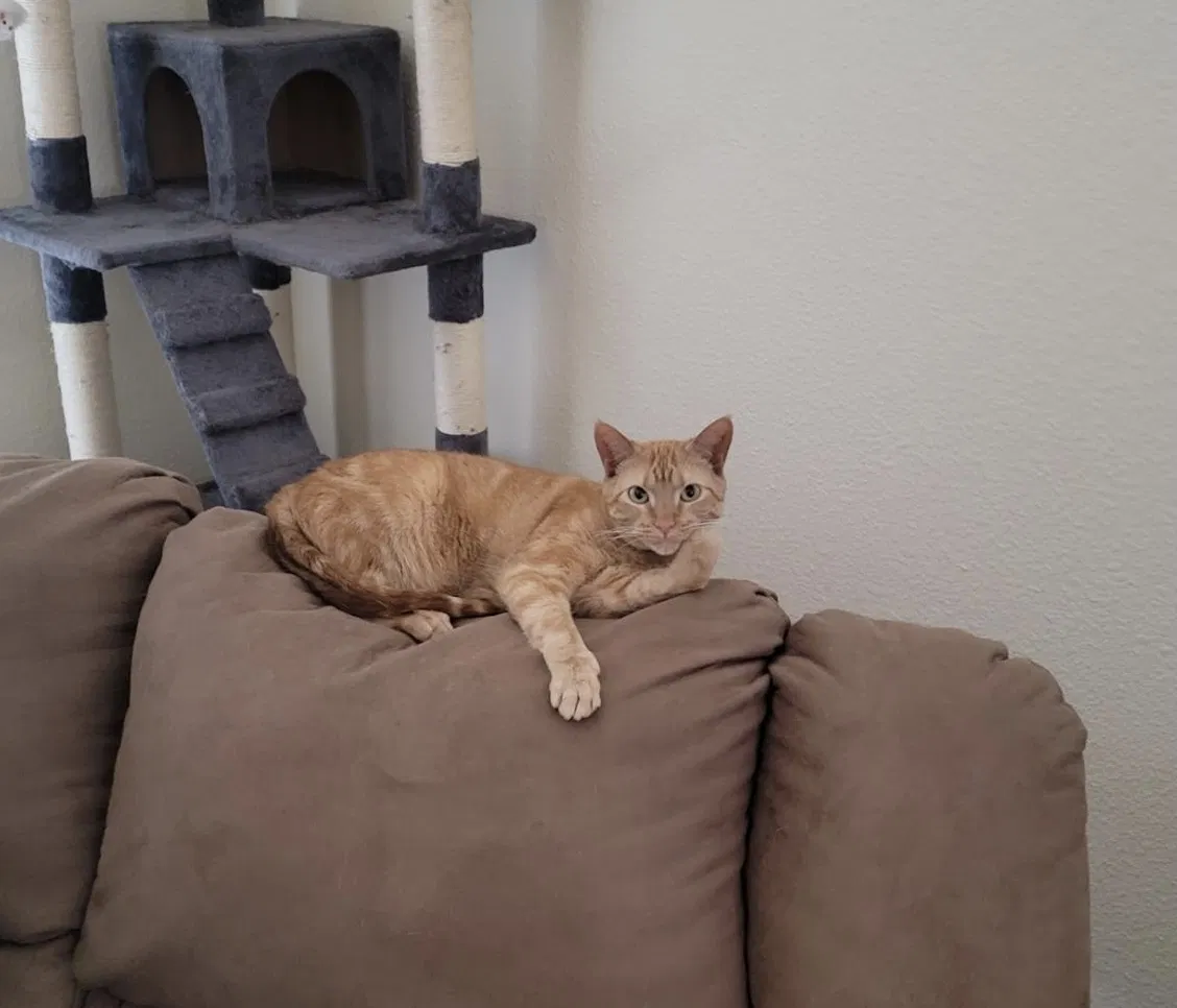 Lost cat in Albuquerque, NM, 87116