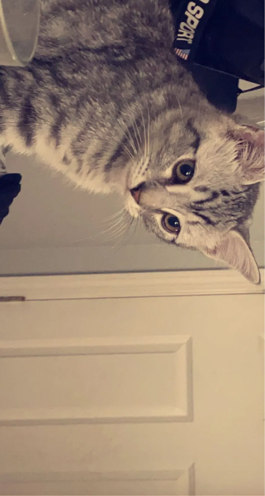 Lost cat in Santa Rosa, CA, 95407
