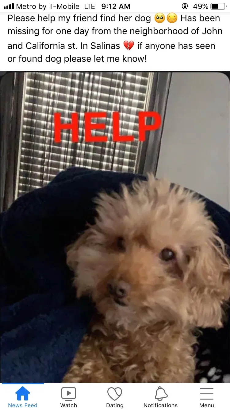 Lost dog in Salinas, CA, 93901