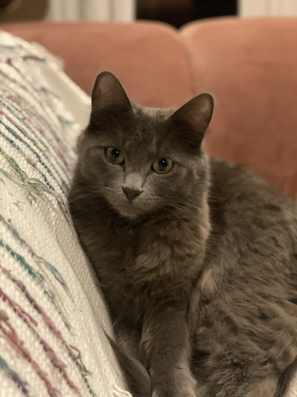Lost cat in Trabuco Canyon, CA, 92679