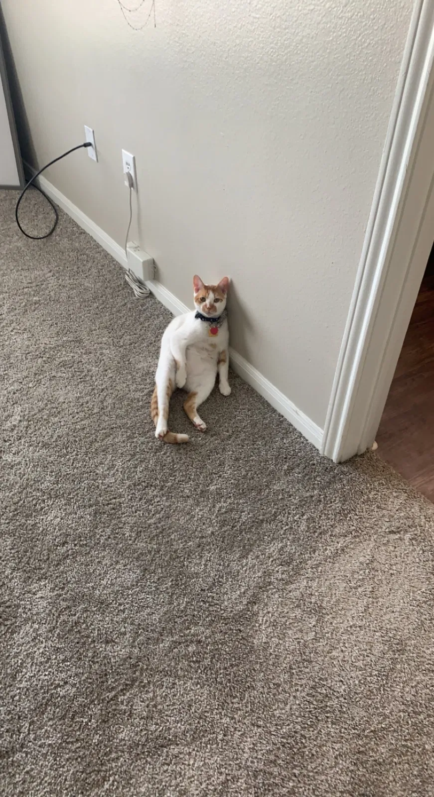 Lost cat in Wylie, TX, 75098
