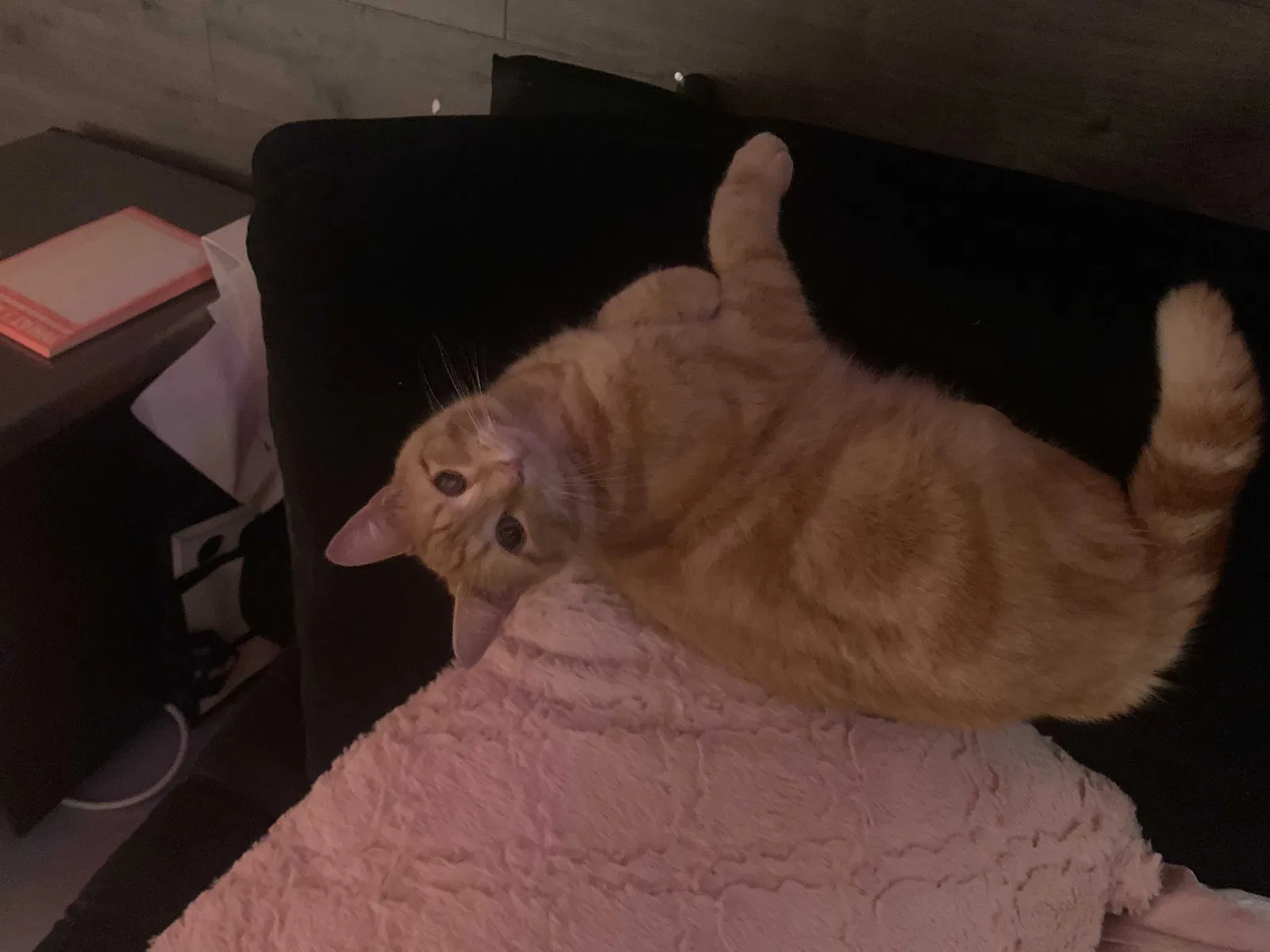 Lost cat in Belle Vernon, PA, 15012