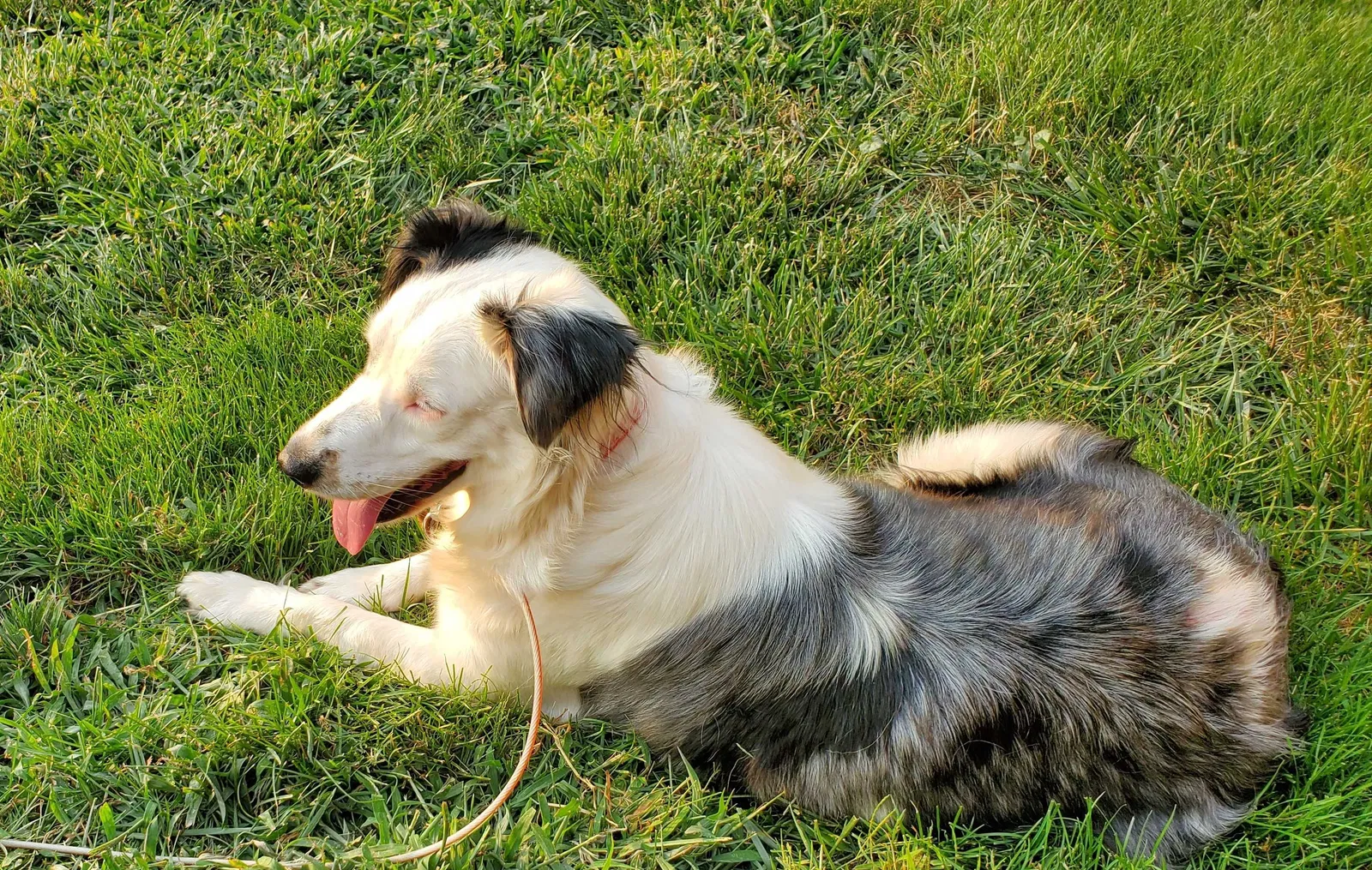 Lost dog in Columbus, IN, 47203