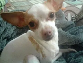 Lost dog in Rio Rancho, NM, 87124