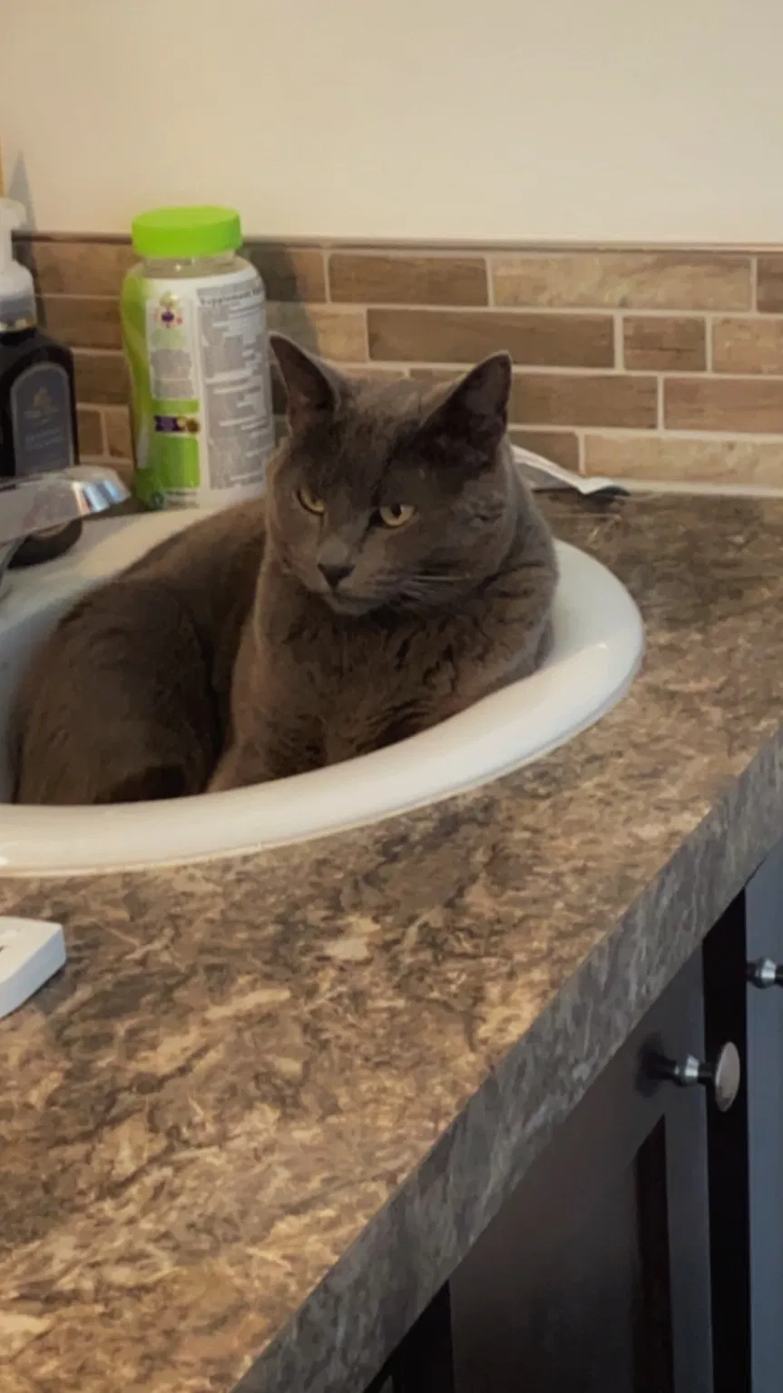 Lost cat in Independence, OR, 97351