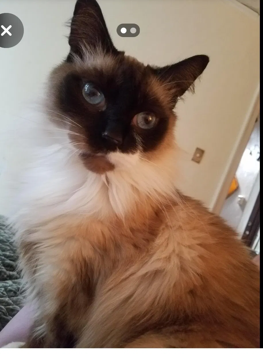 Lost cat in Seattle, WA, 98112