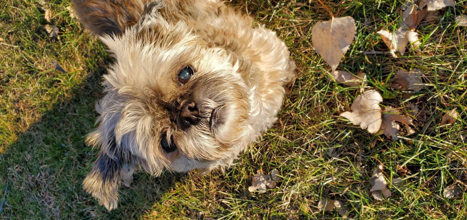 Lost dog in Saint Paul, MN, 55115