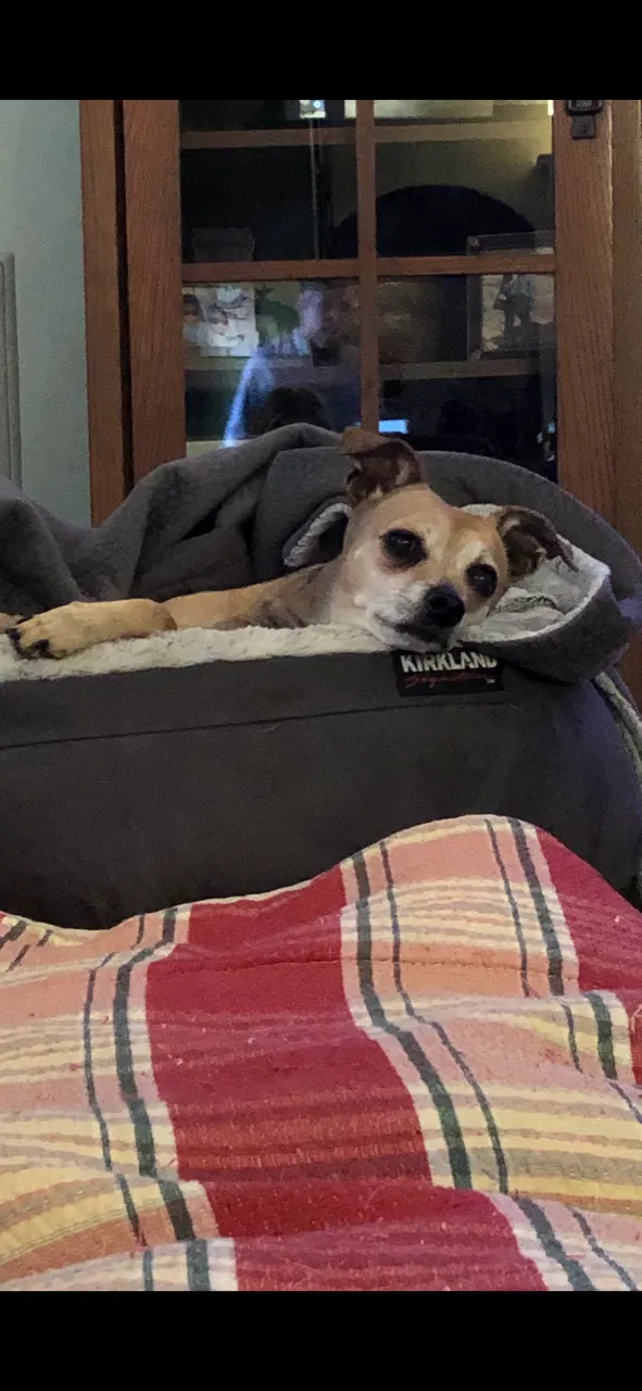 Lost dog in Bakersfield, CA, 93306