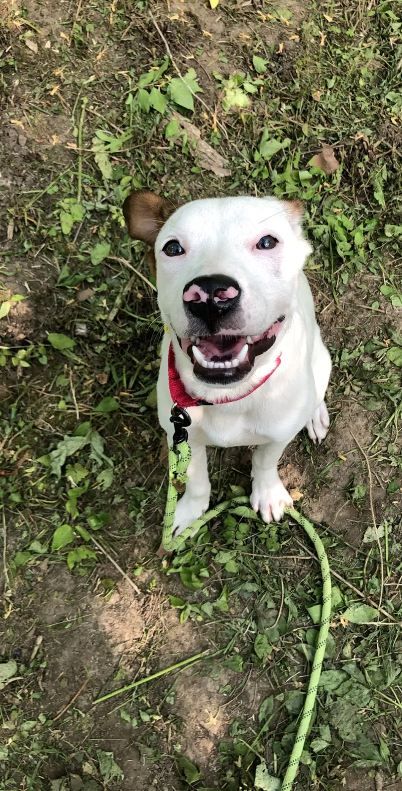 Lost dog in Kansas City, MO, 64134