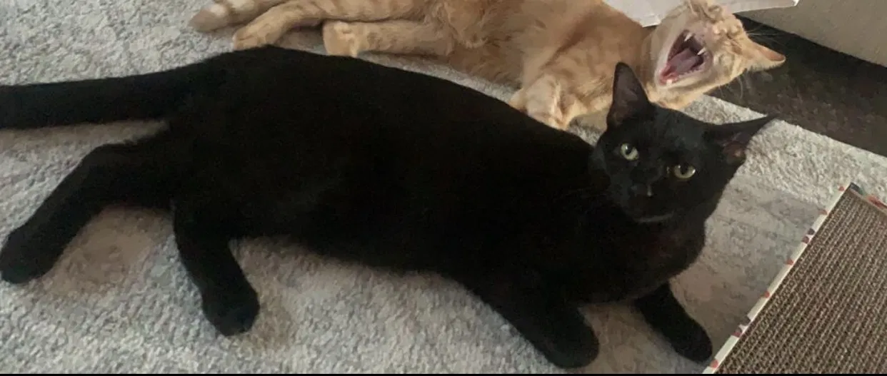 Lost cat in Phoenix, AZ, 85023