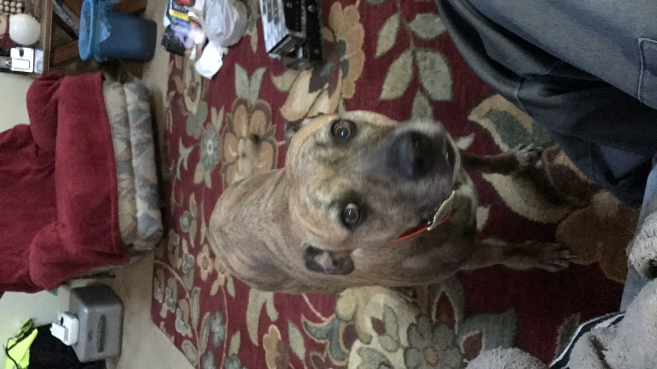 Lost dog in Wadesboro, NC, 28170