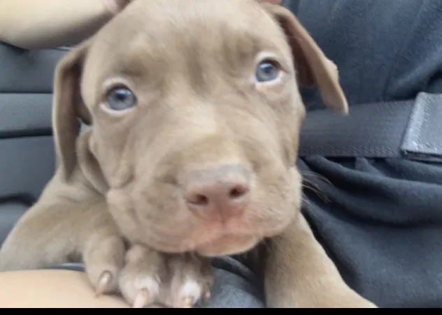 Lost dog in Calumet, OK, 73014