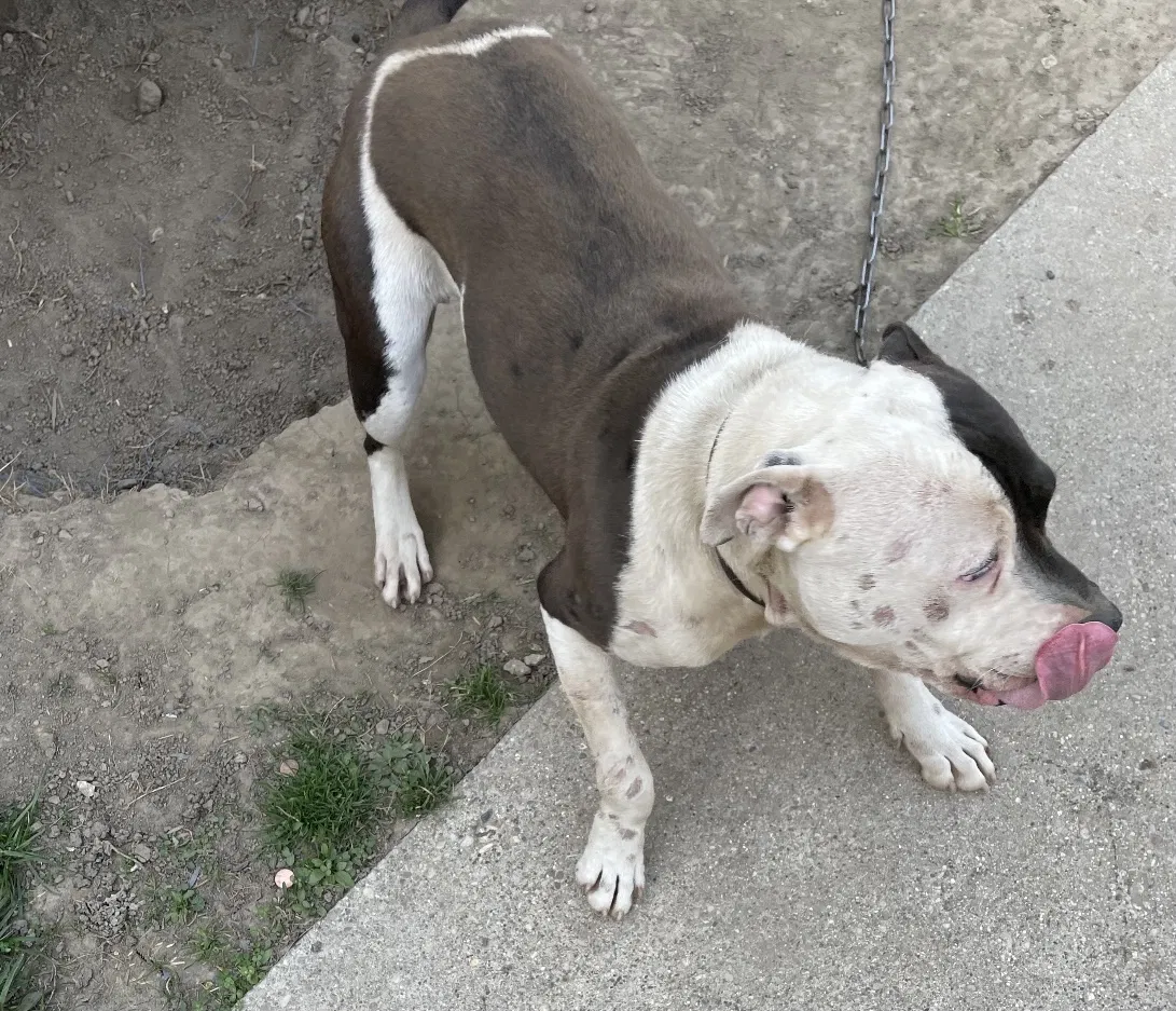 Lost dog in Detroit, MI, 48234