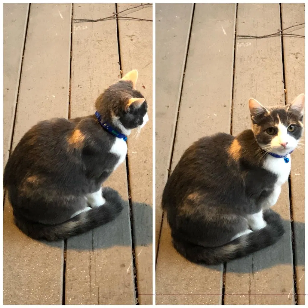 Lost cat in Atlanta, GA, 30328