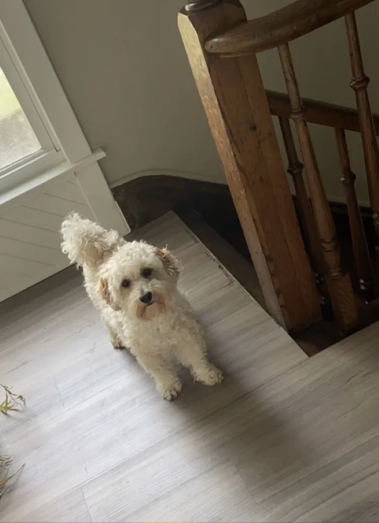 Lost dog in Louisville, KY, 40212