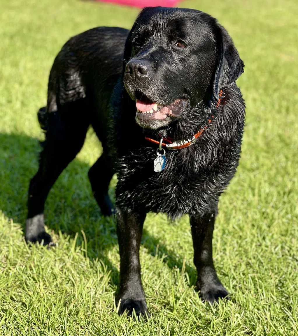 Lost dog in Birmingham, AL, 35209