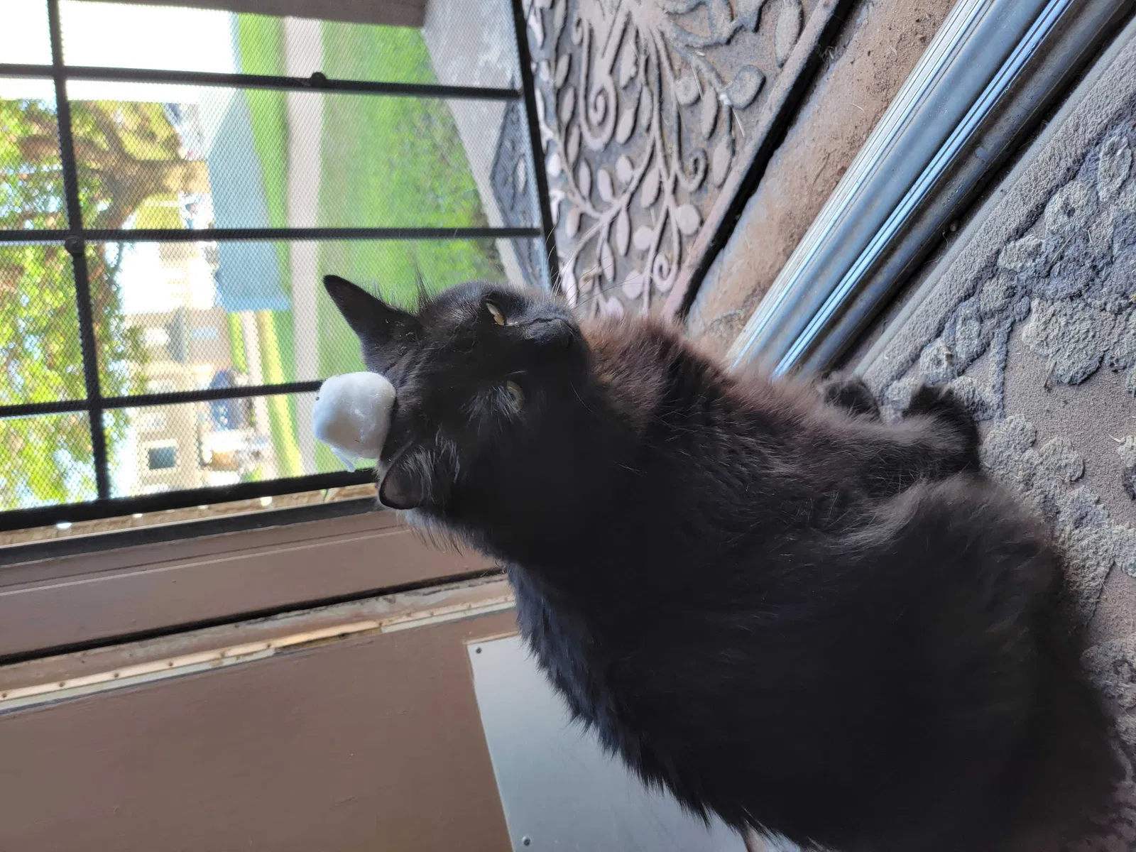 Lost cat in Lubbock, TX, 79414