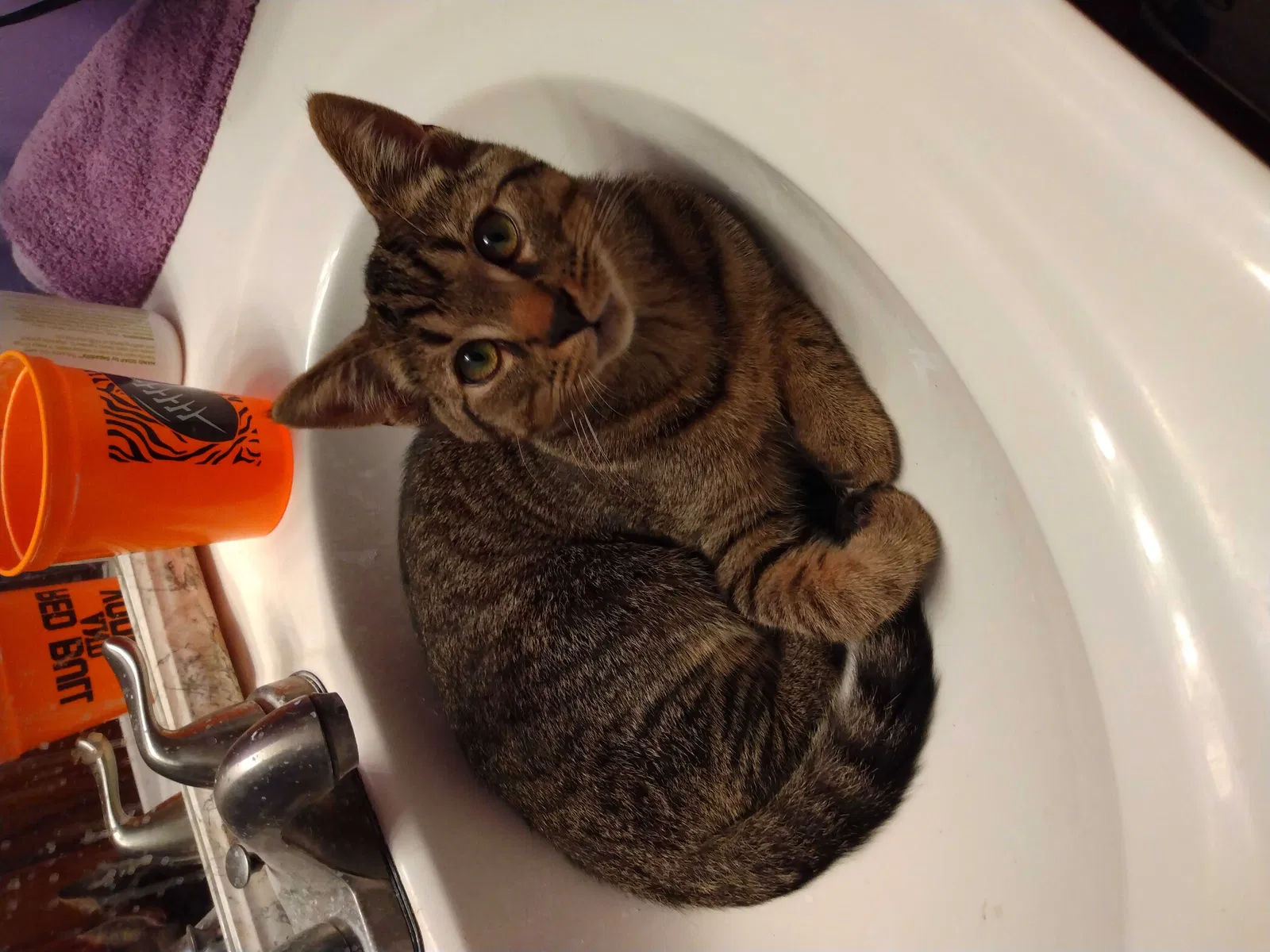 Lost cat in Cincinnati, OH, 45211