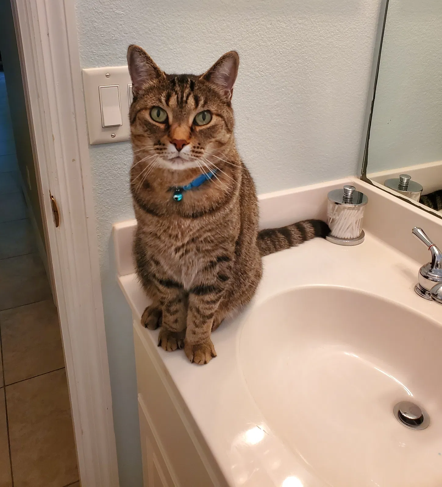 Lost cat in Vero Beach, FL, 32967