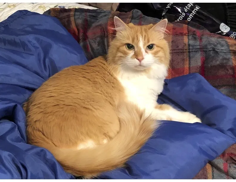 Lost cat in Huntsville, AL, 35803