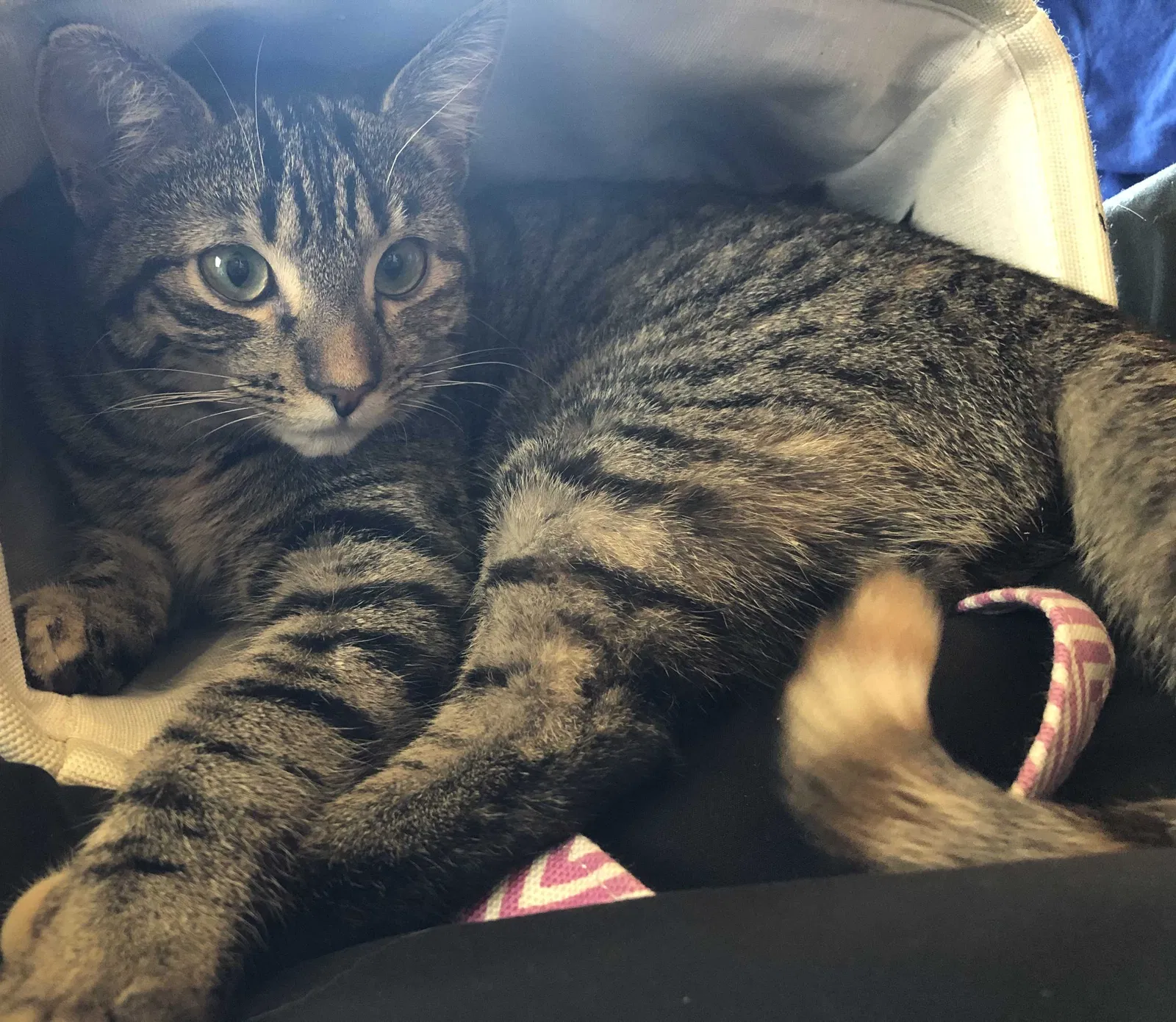 Lost cat in Rockton, IL, 61072