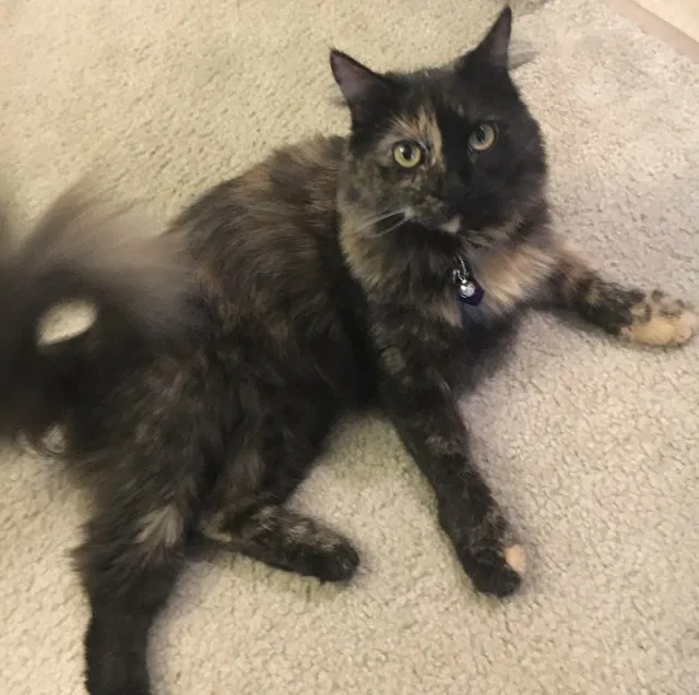 Lost cat in Loomis, CA, 95650