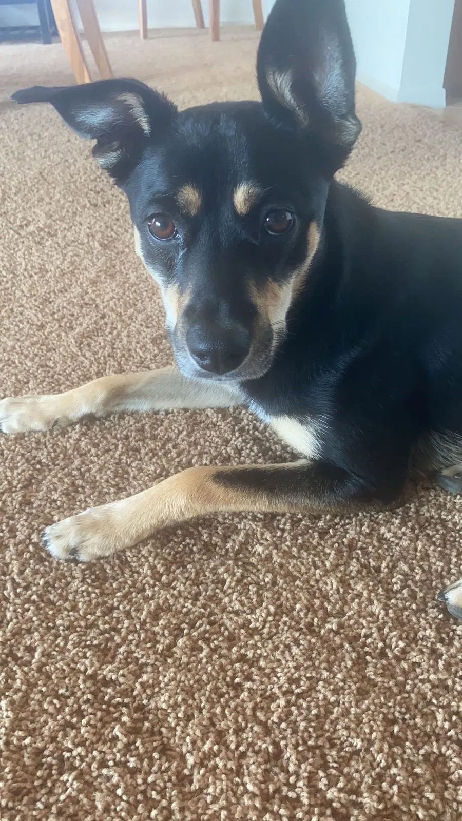 Lost dog in Commerce City, CO, 80022