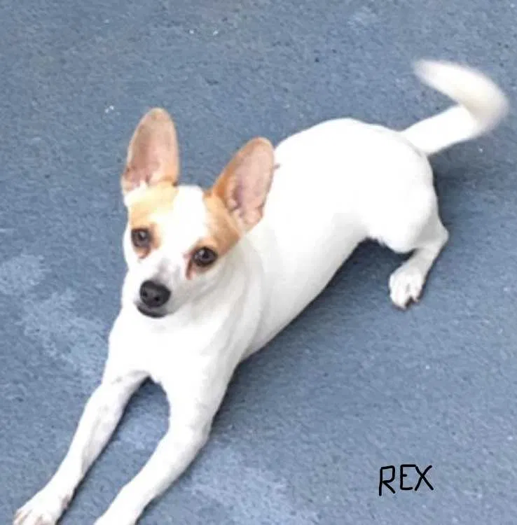 Lost dog in Huntington Park, CA, 90255