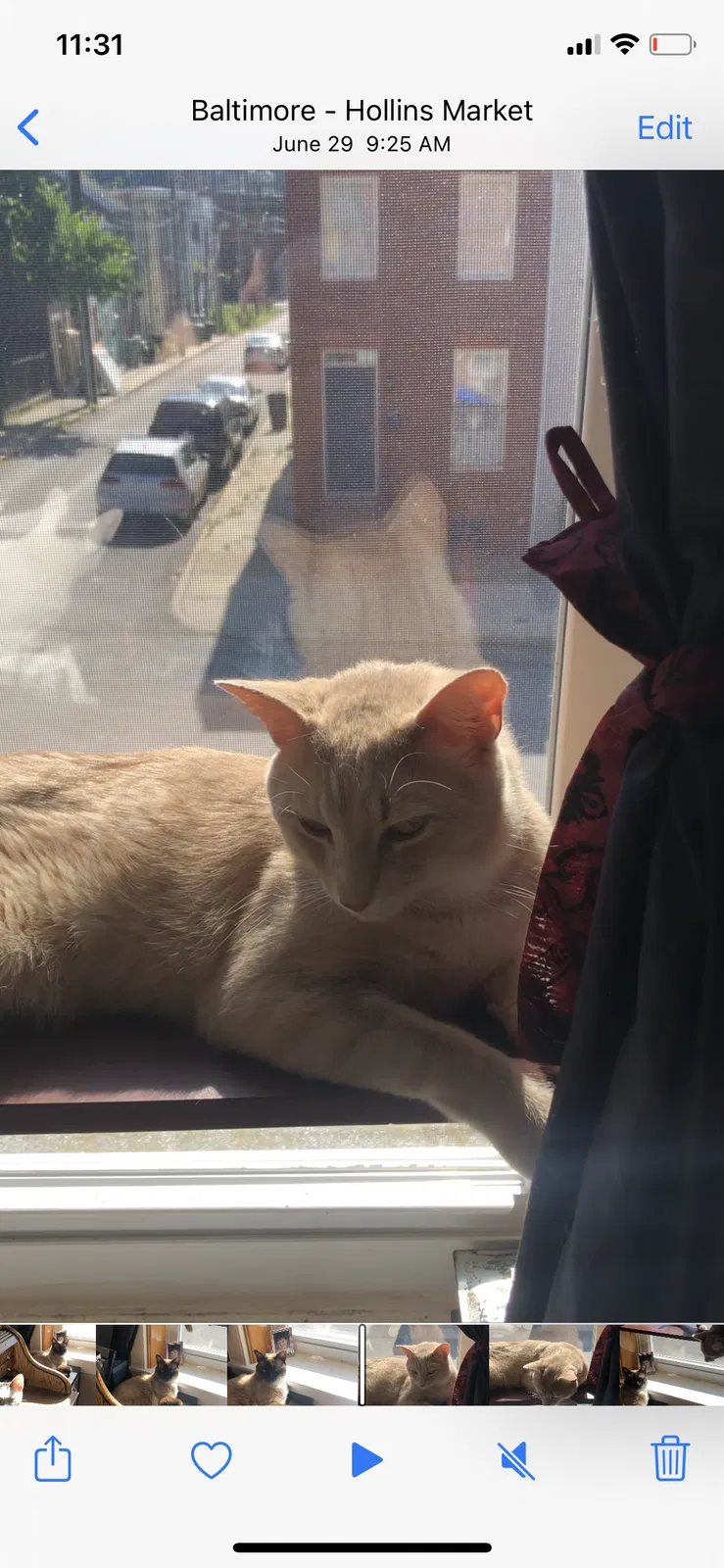 Lost cat in Baltimore, MD, 21223