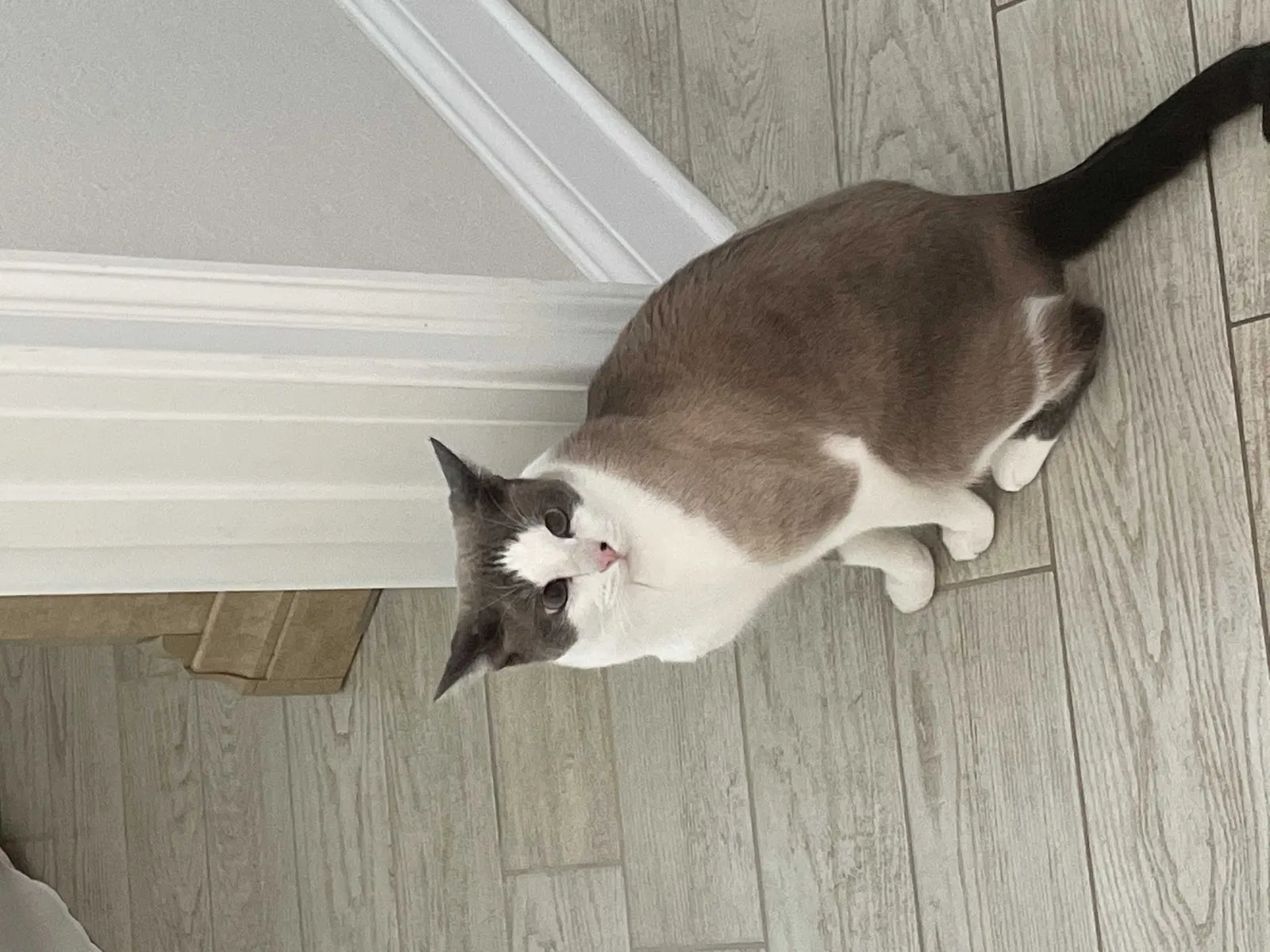 Lost cat in Satellite Beach, FL, 32937