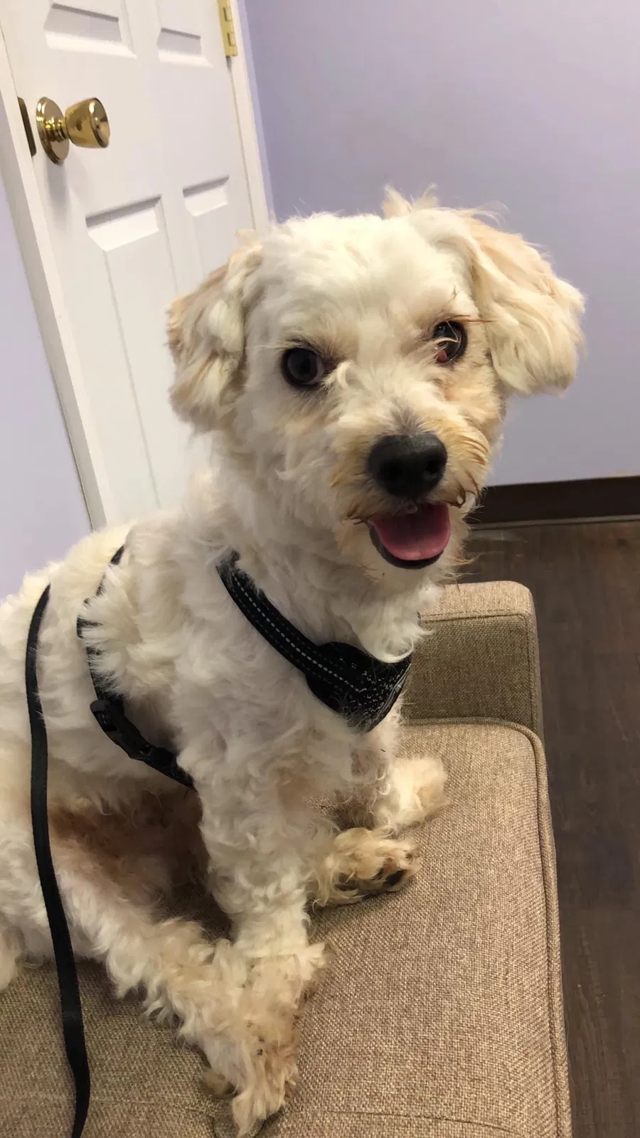 Lost dog in Dalton, GA, 30721