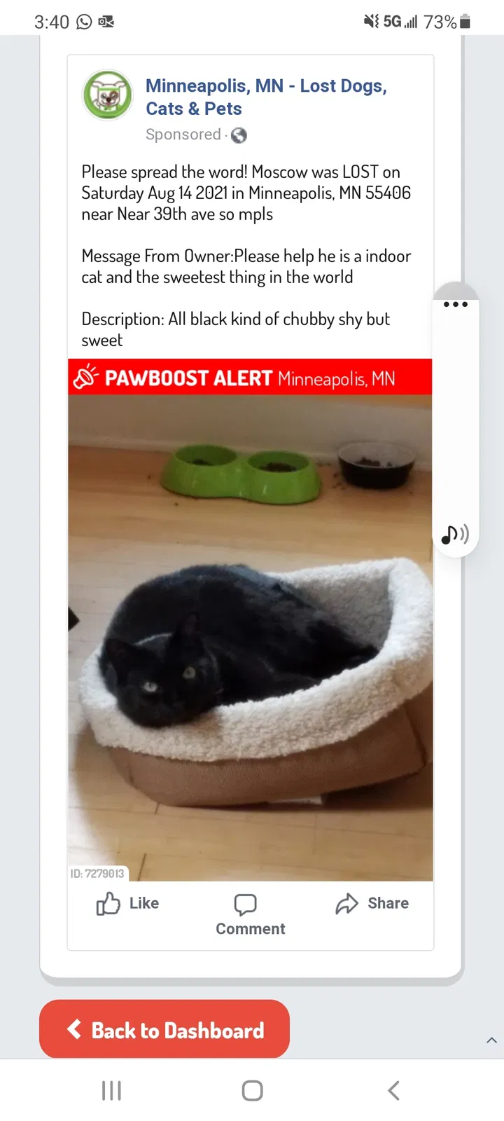 Lost cat in Minneapolis, MN, 55406