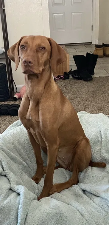 Lost dog in Aurora, CO, 80014