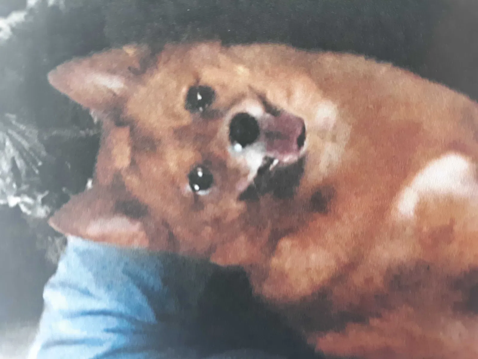 Lost dog in Asheboro, NC, 27205